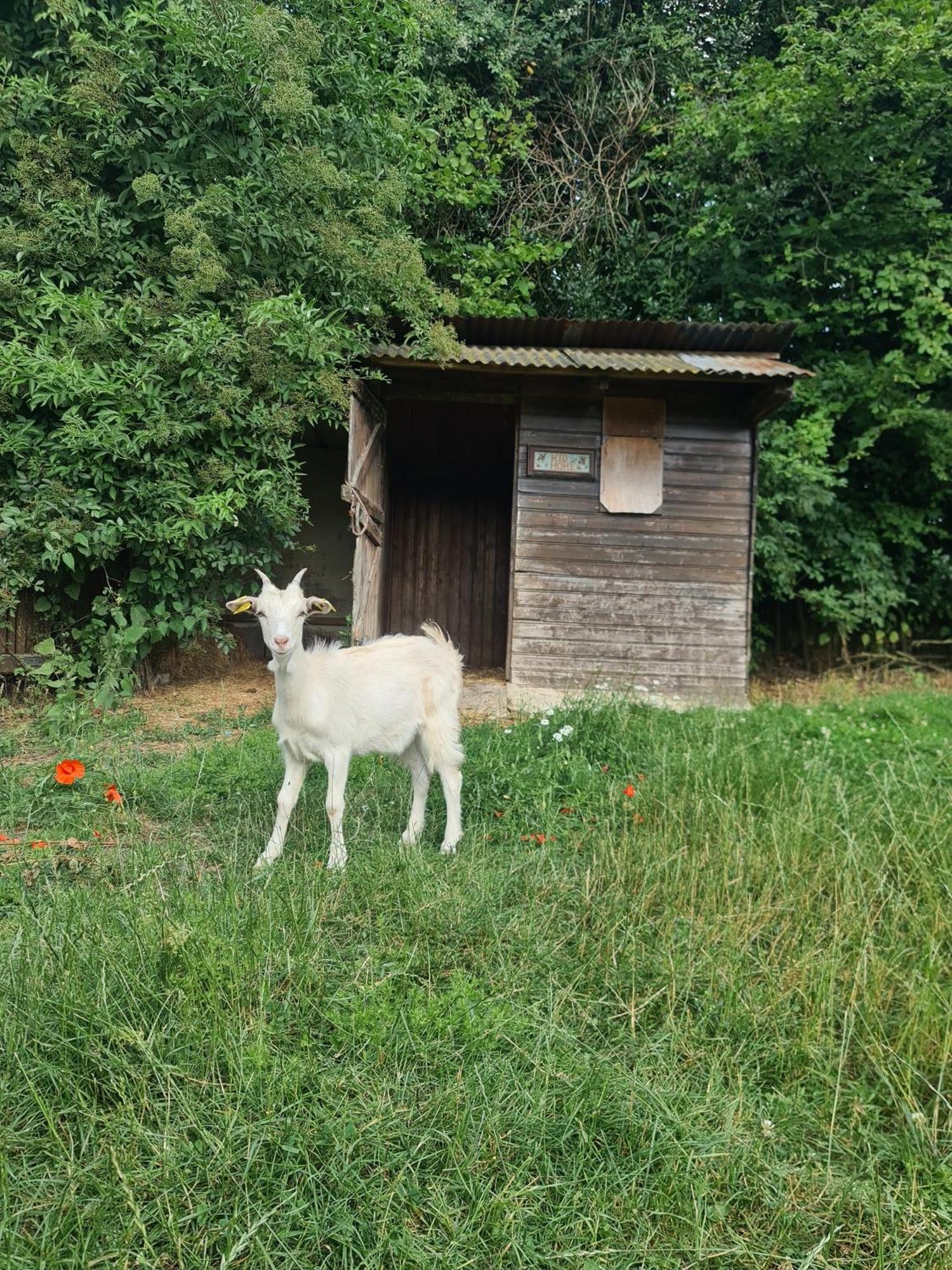 Chambre A La Ferme, Les Vergers Du Muscardin Breel Kültér fotó